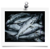 Alaska Salmon Gallery, Glacier Bay, Gustavus and Seward salmon photos.